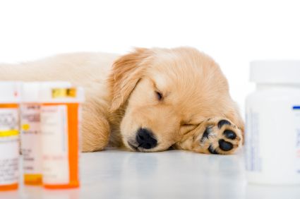 pet-medication
